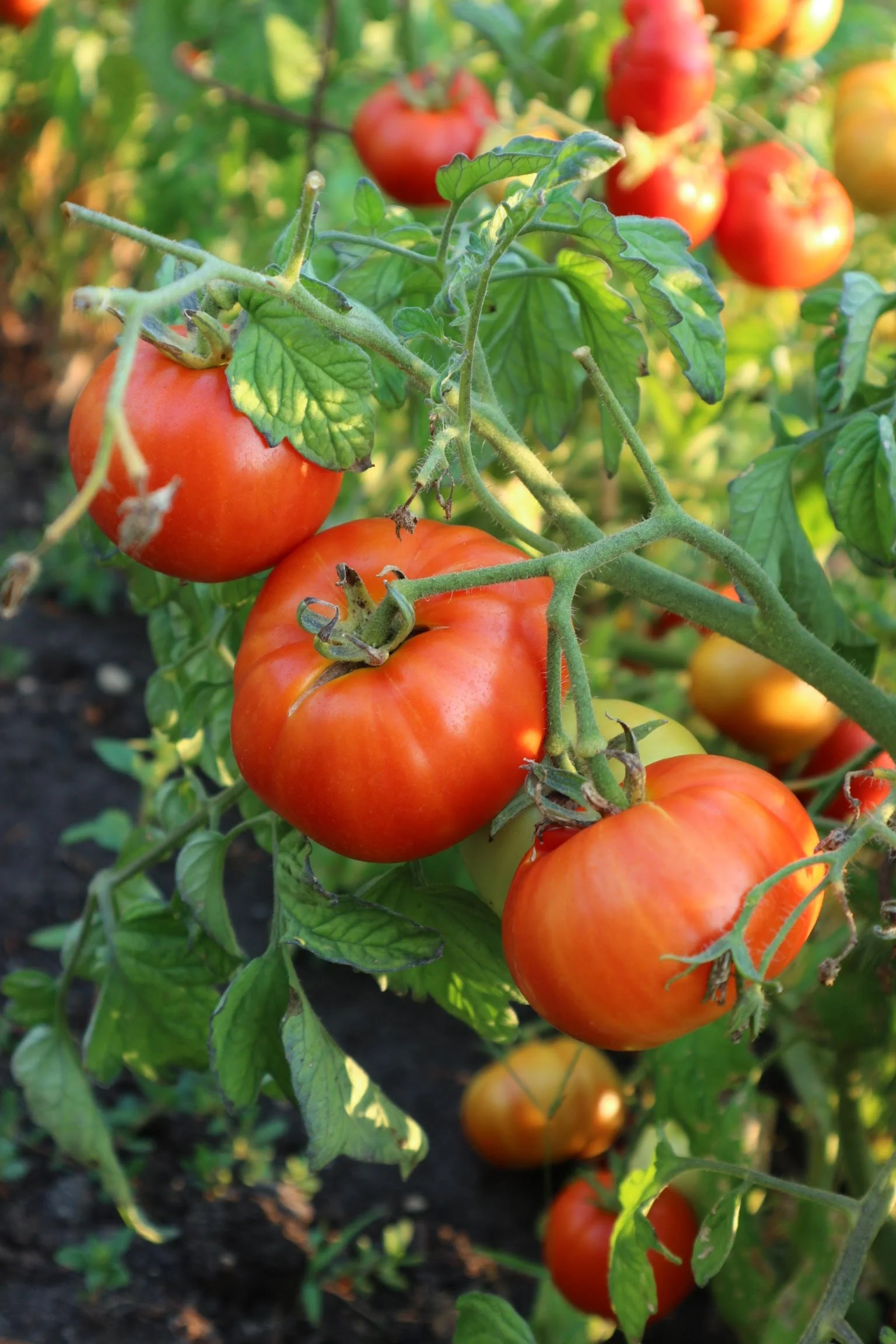 Tomatoes — Sweet Rock Farm Quality Organic Seeds